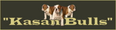 kasanbulls English bulldog breeder in Netherlands